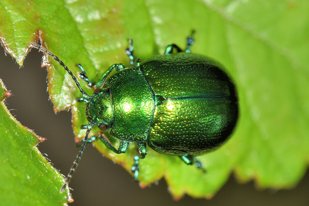 Chrysomelidae; Chrysolina herbacea, forma